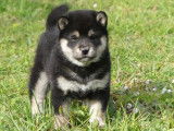 Disponibles à l’achat 2 chiots Shiba Inu (LOF)