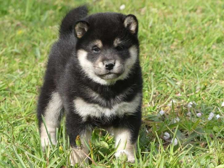 Disponibles à l’achat 2 chiots Shiba Inu (LOF)