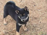 Disponibles à l’achat 2 chiots Shiba Inu (LOF)