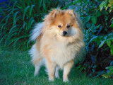 Mâle Spitz Petit disponible pour saillie