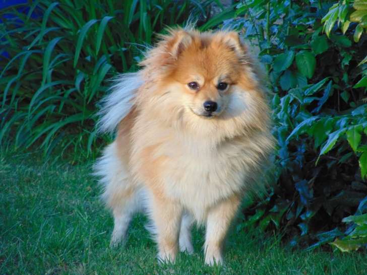 Mâle Spitz Petit disponible pour saillie