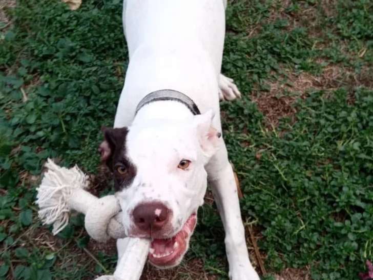 À adopter : chiot mâle de 7 mois