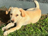 Disponible à l'adoption : chiot mâle beige