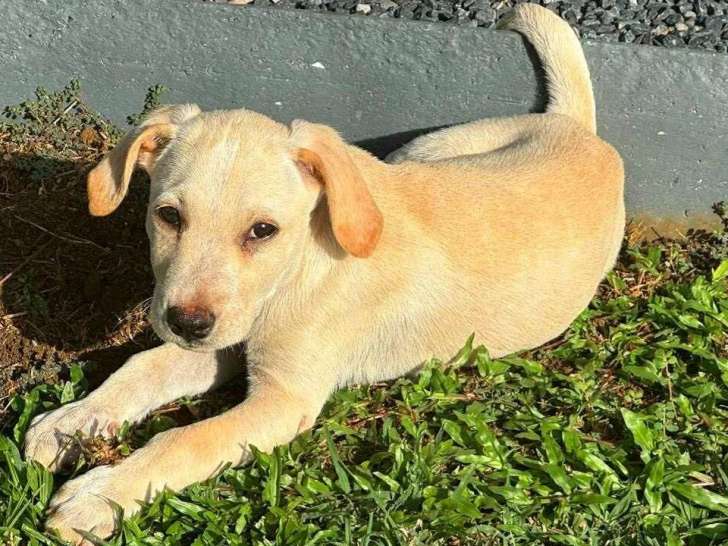 Disponible à l'adoption : chiot mâle beige