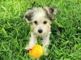 En attente d’adoption : chiot femelle gris et blanc