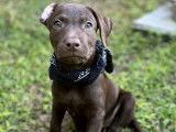Prêt pour l’adoption : chiot femelle au pelage chocolat