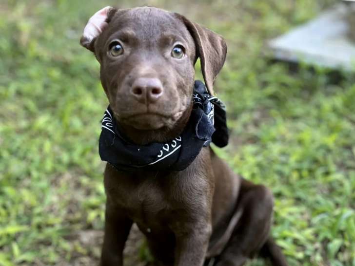 Prêt pour l’adoption : chiot femelle au pelage chocolat