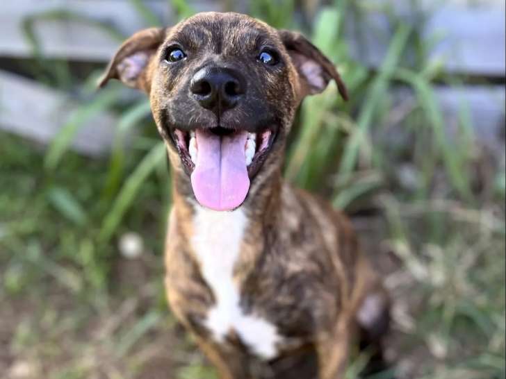 À accueillir : chiot femelle bringé
