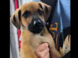 En quête d'un foyer : chiot mâle marron