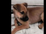 En quête d'un foyer : chiot mâle marron