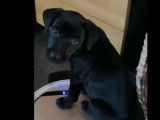 Adoption disponible : chiot femelle noir