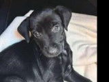 Adoption disponible : chiot femelle noir