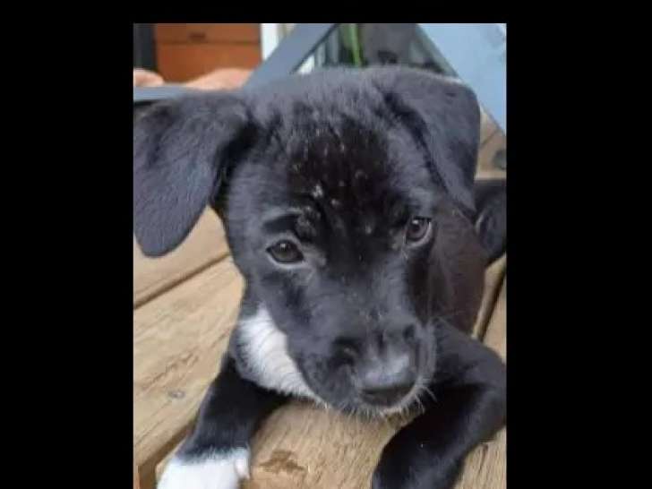 À la recherche d'une famille : chiot femelle noir avec marque blanche