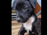 À la recherche d'une famille : chiot femelle noir avec marque blanche