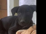 Chiot mâle noir à adopter