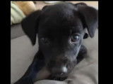 Chiot mâle noir à adopter