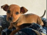 Chiot mâle marron disponible à l'adoption