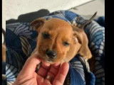 Chiot mâle marron disponible à l'adoption