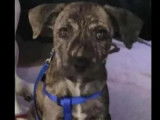 Chiot mâle de 2 mois en attente d'adoption