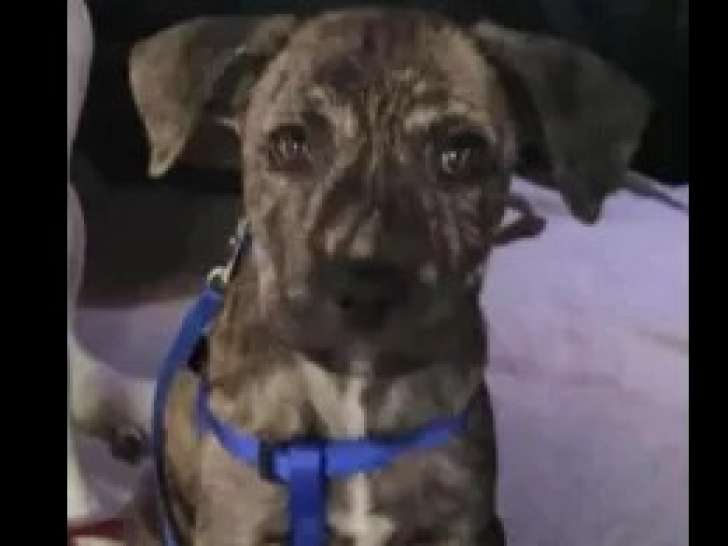 Chiot mâle de 2 mois en attente d'adoption