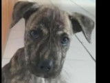 Chiot mâle de 2 mois en attente d'adoption