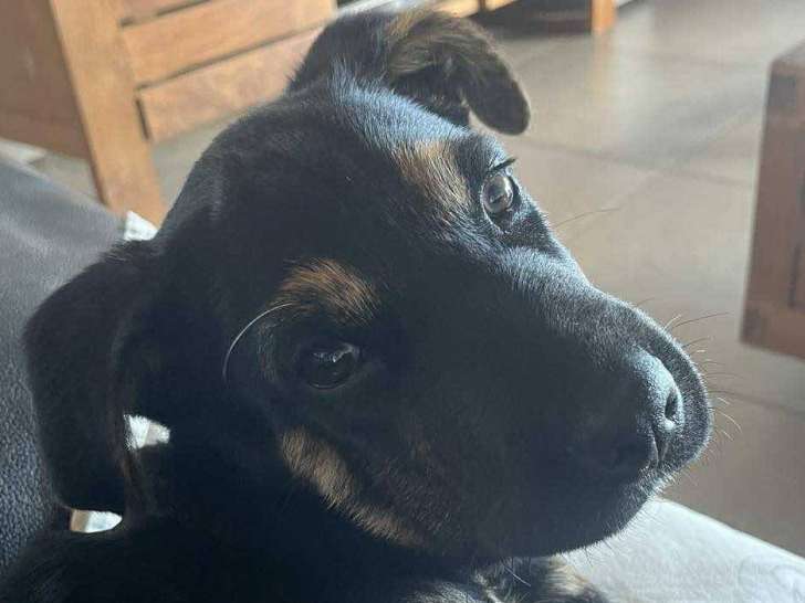 Chiot mâle noir et feu prêt pour l’adoption