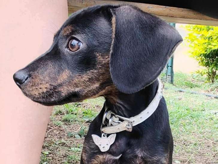 Chiot mâle de 3 mois en attente d'une famille