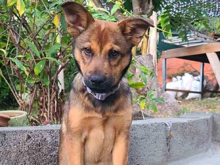 Chiot femelle fauve en quête d’une famille