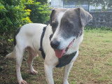 Adoption disponible : chien de 5 ans