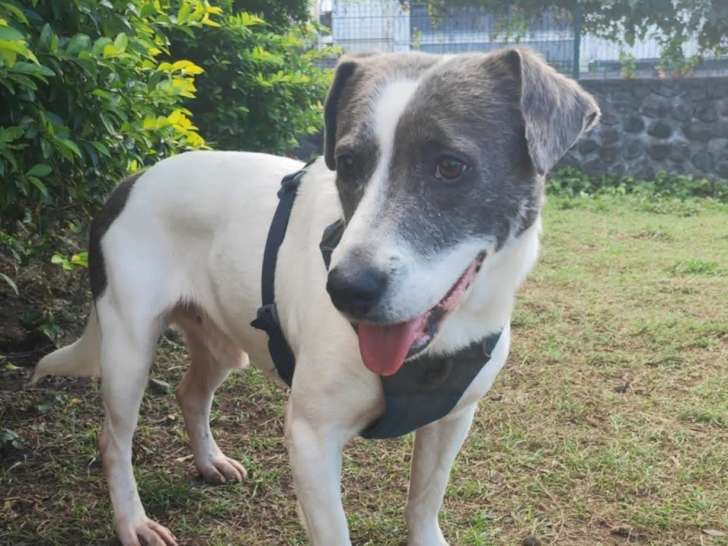 Adoption disponible : chien de 5 ans