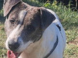Adoption disponible : chien de 5 ans