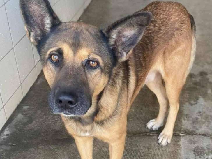Chien Berger Allemand noir et feu à la recherche d’une famille