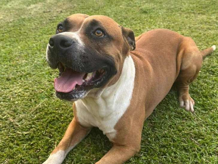 À adopter, chien fauve