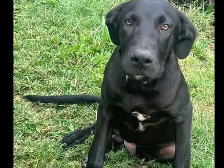 Disponible à l'adoption, chiot mâle de 8 mois