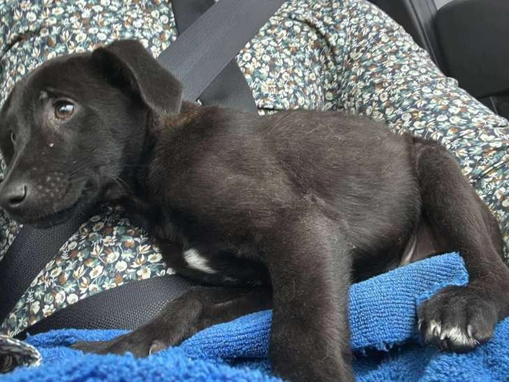 En attente d'adoption, chiot mâle noir