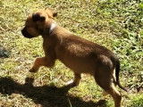 Prêt pour l'adoption, chiot mâle fauve