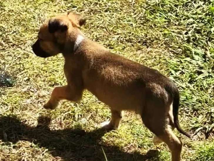 Prêt pour l'adoption, chiot mâle fauve