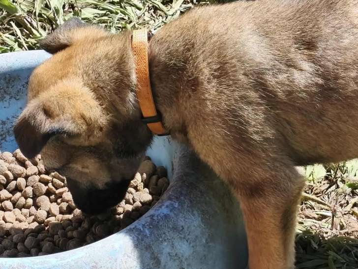 À accueillir, chiot femelle âgé de 3 mois