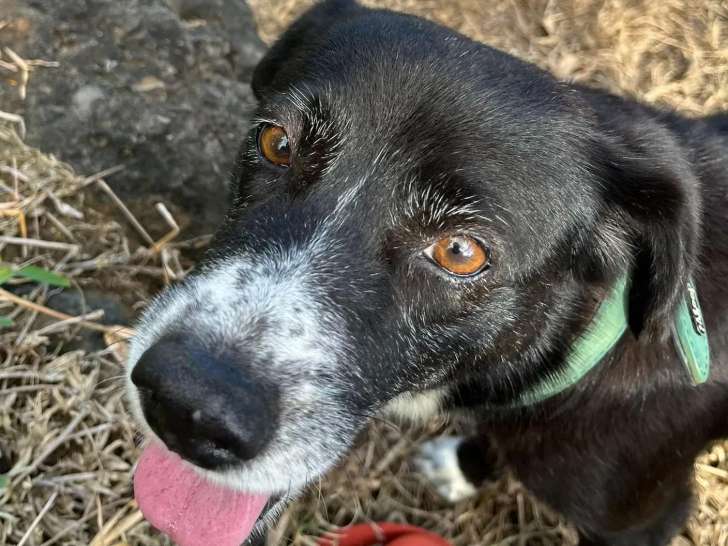 En quête d'un foyer, chienne de 5 ans