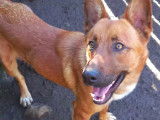 Adoption disponible : chien d'un an