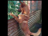 Adoption disponible : chien d'un an
