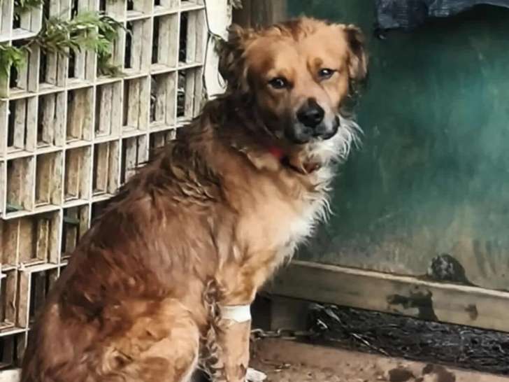À la recherche d'une famille, chien marron et blanc