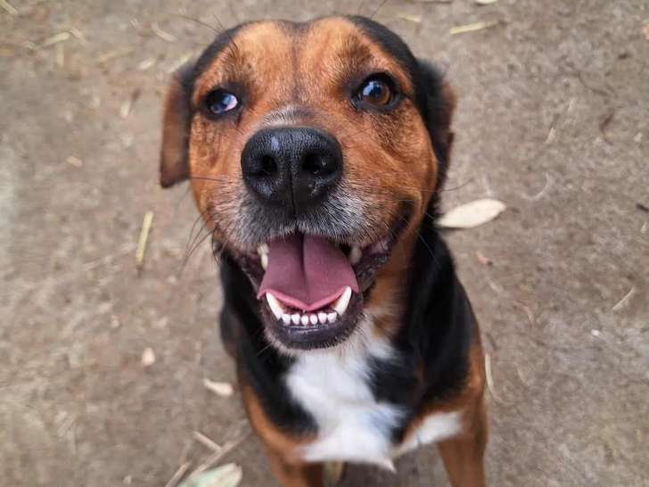 Disponible à l'adoption : chien noir et feu