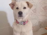 En attente d'adoption : chien de couleur sable