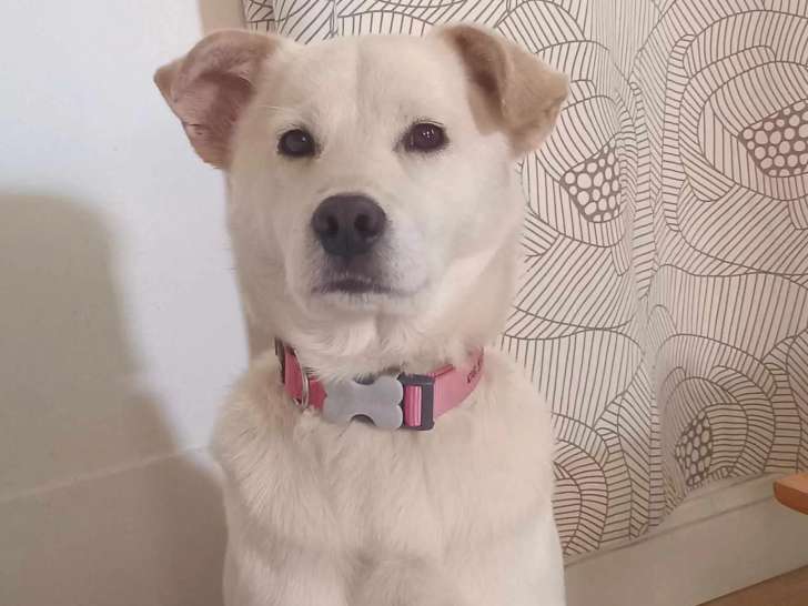 En attente d'adoption : chien de couleur sable