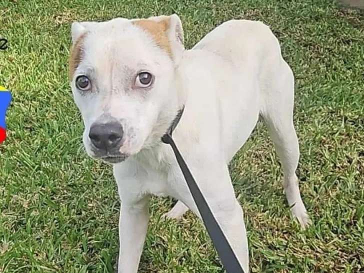 Chien d'un an prêt pour l’adoption