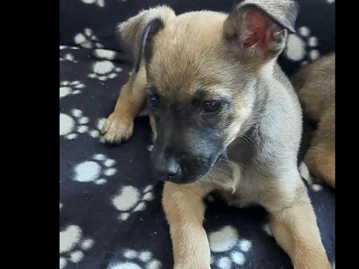 Chiot femelle fauve charbonné en attente d'une famille