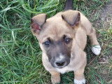 Chiot femelle marron et blanc à accueillir