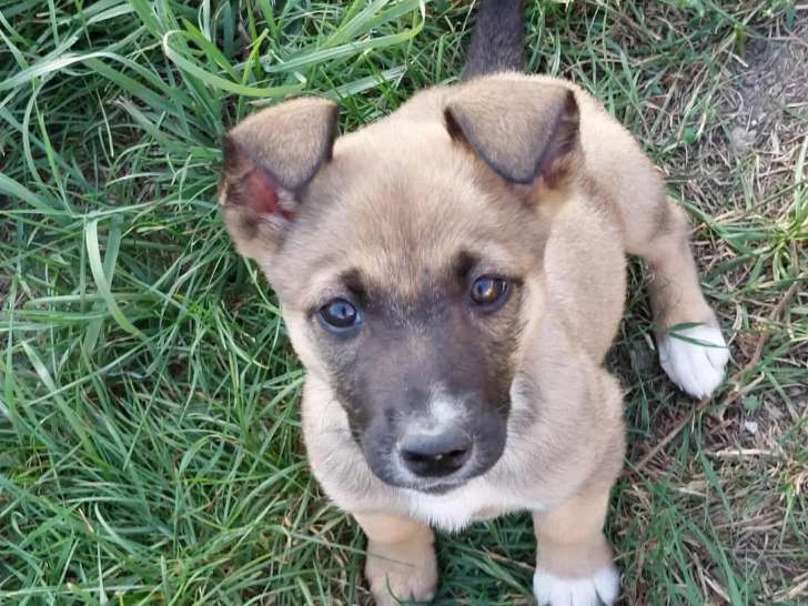 Chiot femelle marron et blanc à accueillir
