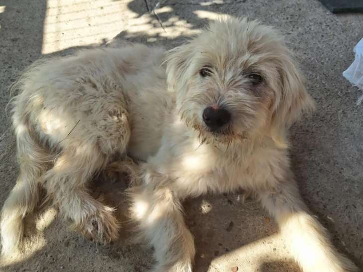 À la recherche d’une famille, chiot femelle de 4 mois